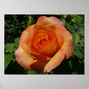 Pôster Fotografia Floral Laranja Rosa Pêssego