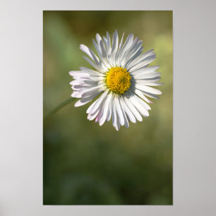 Pôster Fotografia Floral Natureza Margarida
