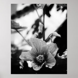 Poster Fotografia floral preto e branco