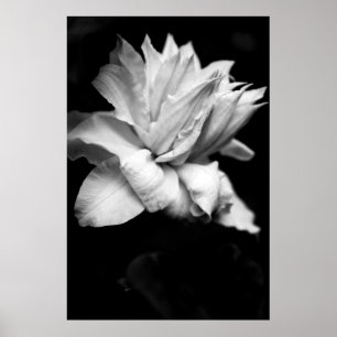 Pôster Fotografia floral preto e branco do Clematis 1