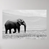 FOTOGRAFIA GRAYSCALE DE ELEPHANT