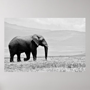 POSTER FOTOGRAFIA GRAYSCALE DE ELEPHANT