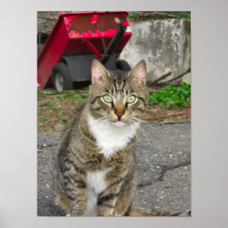 Pôster Fotografia "Harry"