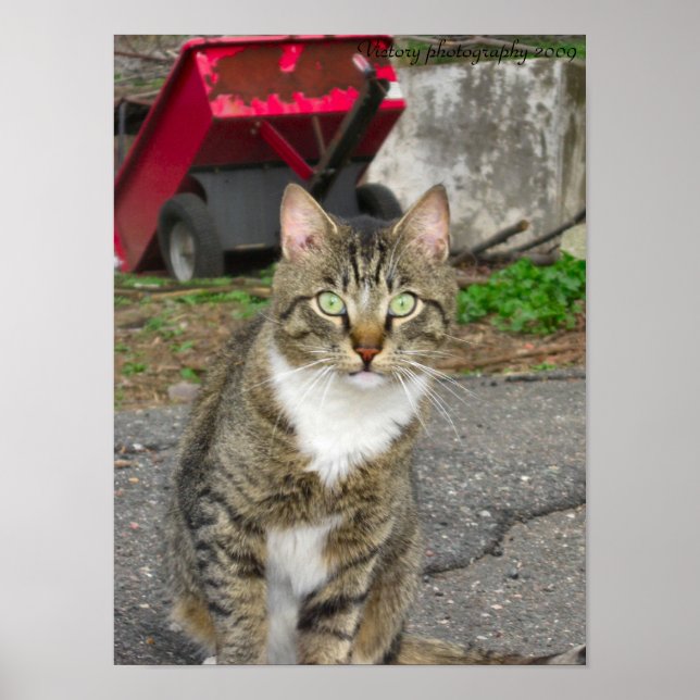 Pôster Fotografia "Harry" (Frente)