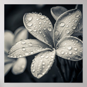 Poster Fotografia Macro de Plumeria Monocromática Etérea