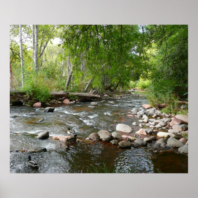 Poster Fotografia natural de Oak Creek e Mallard Patos (Frente)