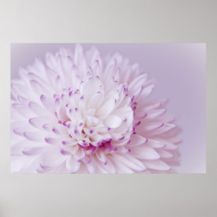 Poster Fotografia Pastel macia da flor