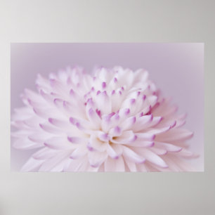 Poster Fotografia Pastel macia da flor