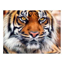 Fotografia Pintada de Tigre Siberiano Macho