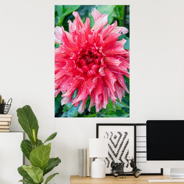 Poster Fotografia Rosa Dahlia, Beleza Canadiana (Escritório em casa)