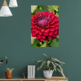 Poster Fotografia Rosa Dahlia, Flor Canadense