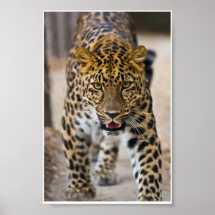 Poster Fotografia Running do leopardo