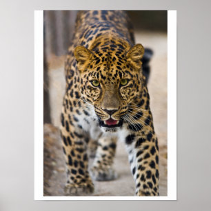 Poster Fotografia Running do leopardo