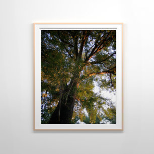 Poster Fotografia Sunlit de Árvore de Cinza Majestosa