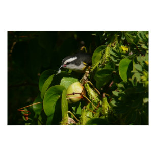 Pôster Fotografia tropical de alimentação de aves de Ba