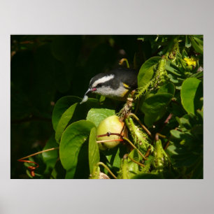 Poster Fotografia tropical de alimentação de aves de Ba
