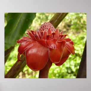 Poster Fotografia Tropical do Flor Vermelho Torch Ginger