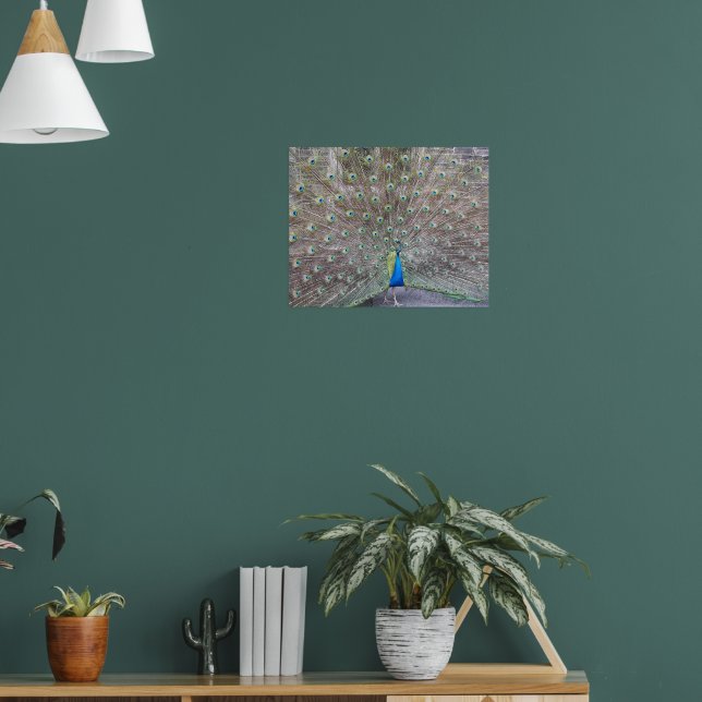 Pôster Fotográfico de Penas Fantail de Pavão Azul (Sala de Estar 1)