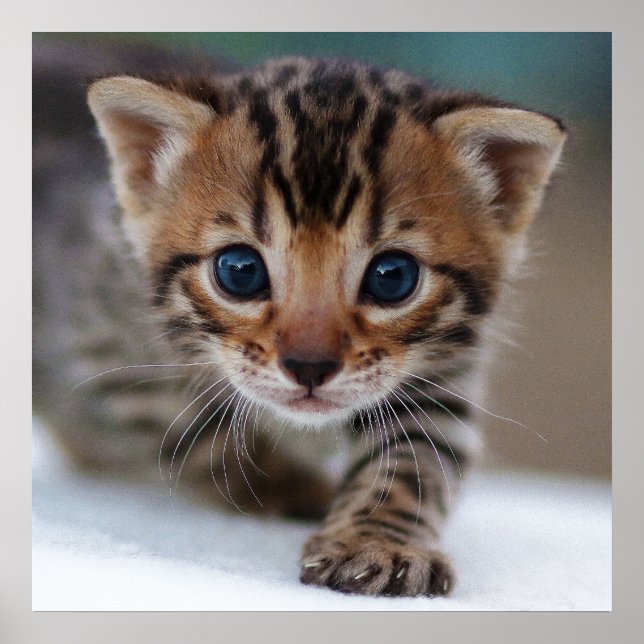 Poster FOTOGRÁFICO KITTEN (Frente)