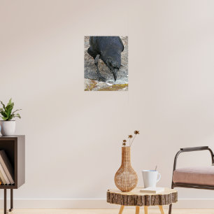 Poster Fotomural de Corvo Sedento Bebendo Água