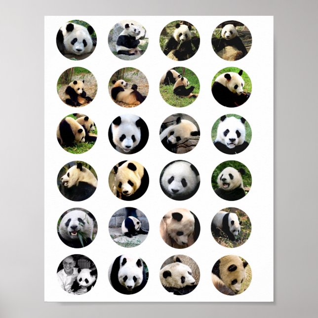 Poster fotos bonitas de urso panda fotografia de animais (Frente)