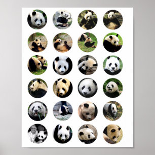 Poster Fotos bonitas de urso panda fotografia de natureza