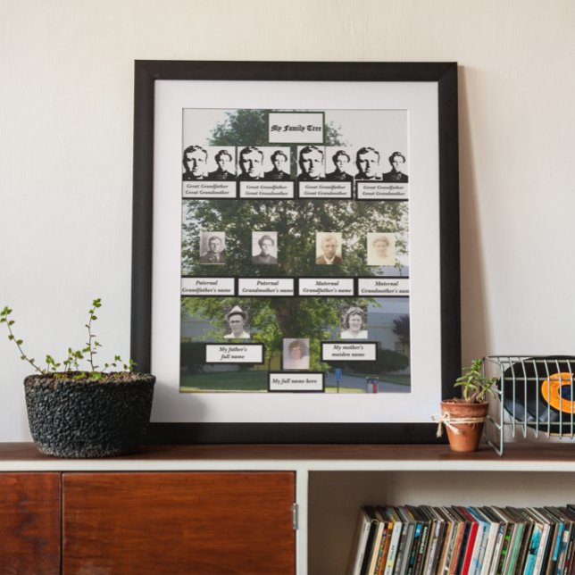 Poster Fotos da árvore da família Elm Summertime de quatr (Criador carregado)