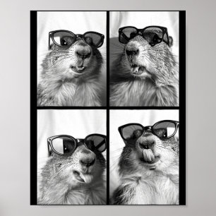 Poster Fotos de Marmotas Fofas, Animais Legais da Florest