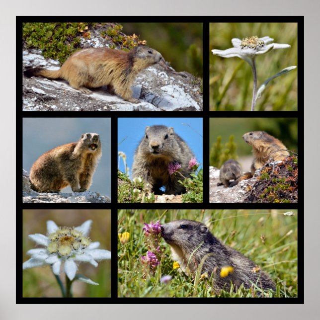 Poster Fotos de mosaico, marmotas alpinas e edelweiss (Frente)