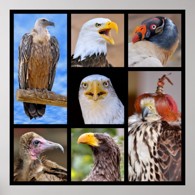 Pôster Fotos de mosaicos de presas (Frente)