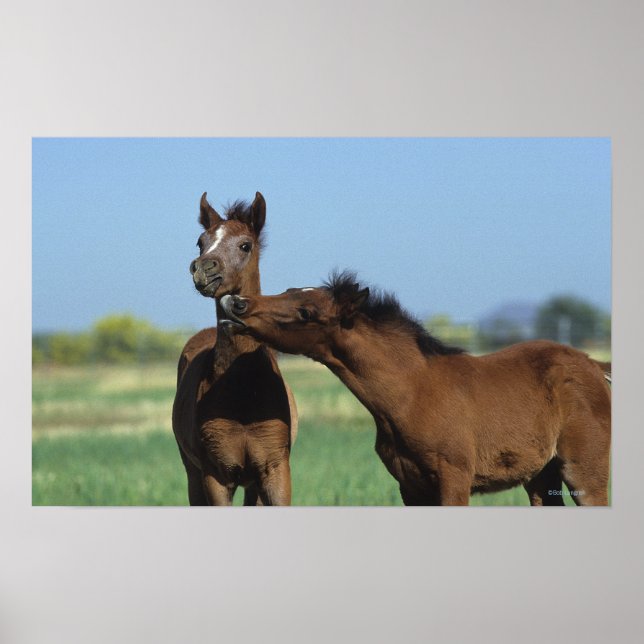 Pôster Fotos Reproduzindo 2 (Frente)