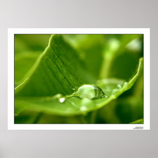 Pôster fotossintetizar