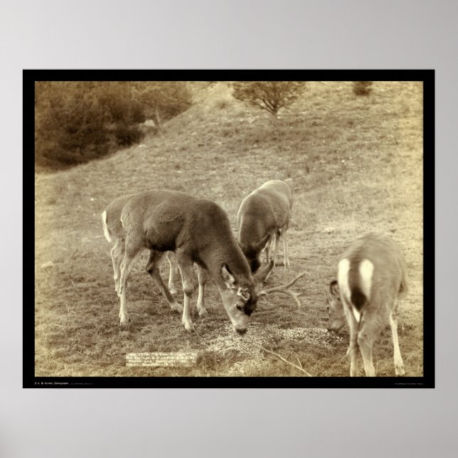 Pôster Four Deer Eating in Hot Springs SD 1891 (Frente)