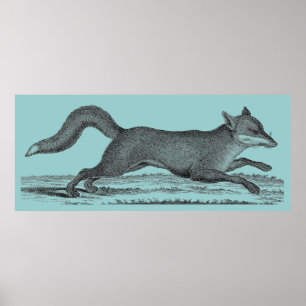 Pôster Fox