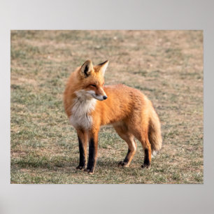 Pôster Fox 20x16 vermelho em um campo