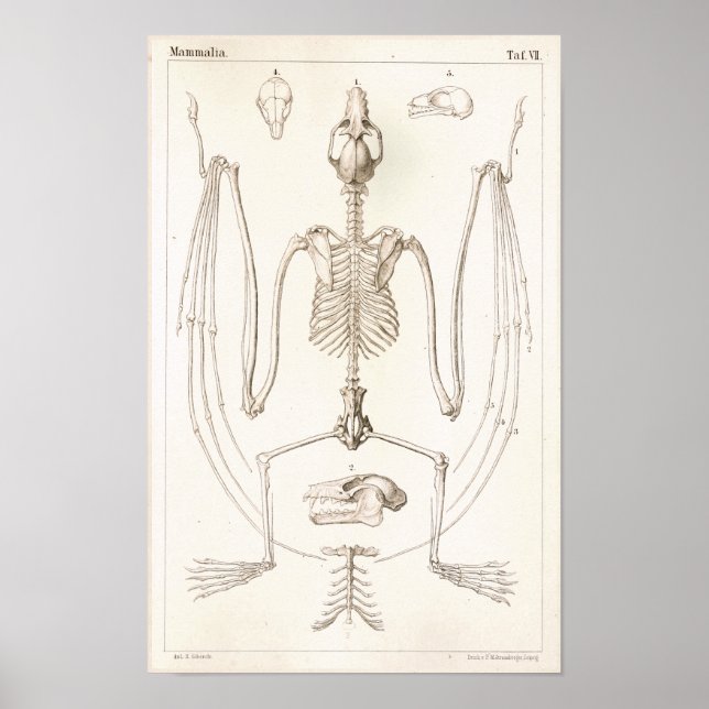 Pôster Fox Bat Flying Skeleton Veterinary Anatomy Impress (Frente)