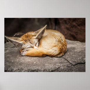 Pôster Fox bonito de Fennec