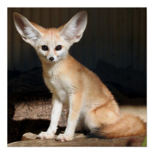 Pôster Fox de Fennec