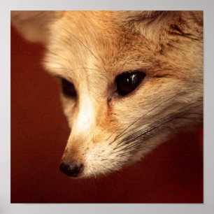 Poster Fox de Fennec