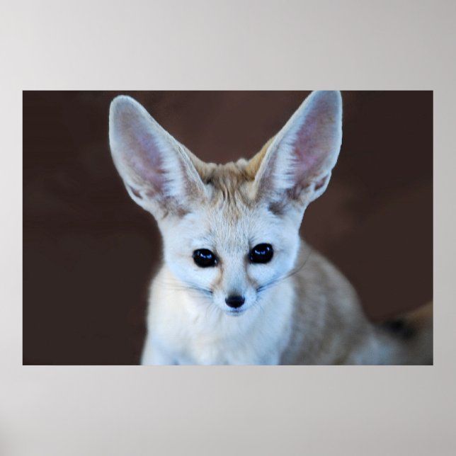 Poster Fox Futest Fennec do Mundo (Frente)