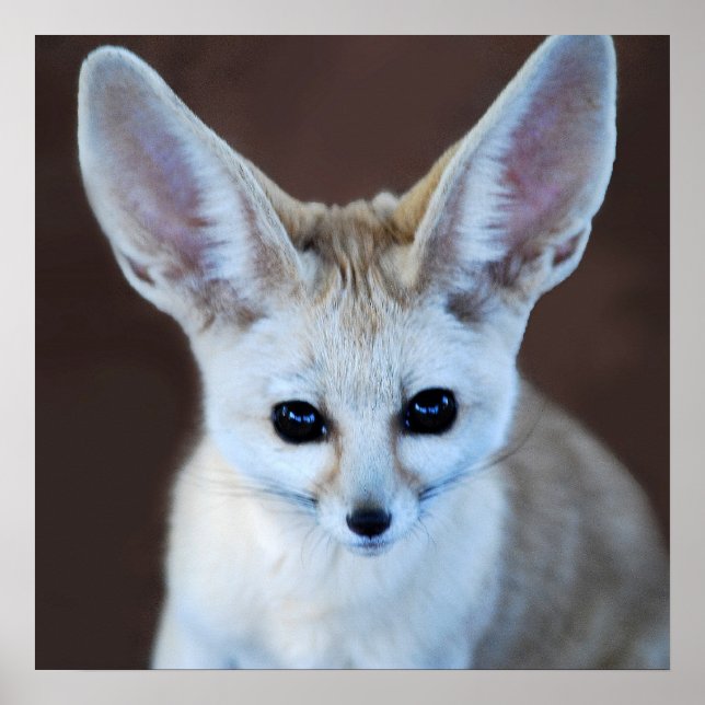Poster Fox Futest Fennec do Mundo (Frente)