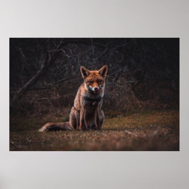 POSTER FOX NO CAMPO DE GRAU (Frente)