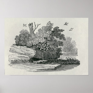 Pôster Fox que escapa, 'a história geral de