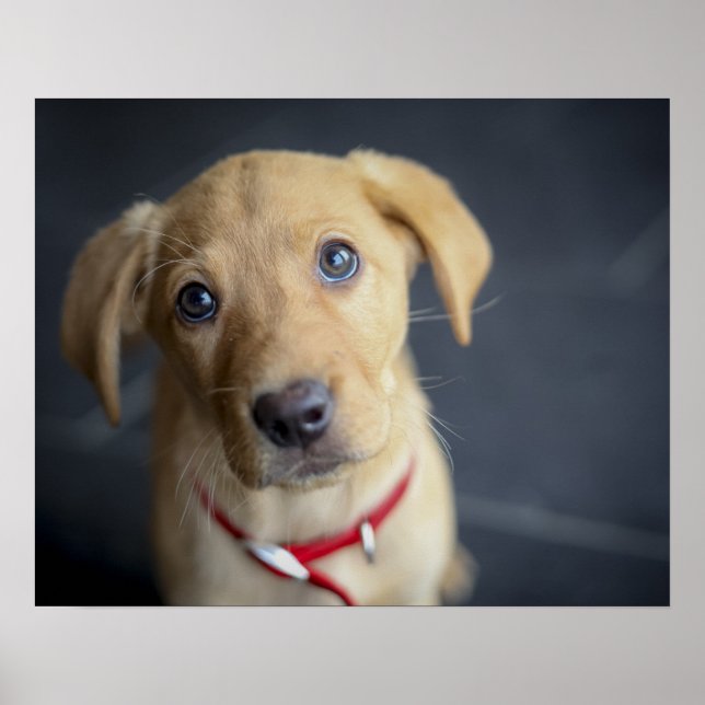 Poster Fox Red Labrador Puppy (Frente)