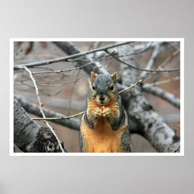 Pôster Fox Squirrel in Tree Eating Walnut (Frente)