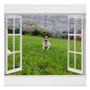 Pôster Fox Terrier venha jogar, Poster
