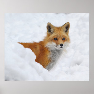 Poster Fox vermelho na neve