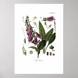 Poster Foxglove