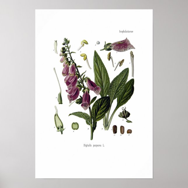 Poster Foxglove (Frente)
