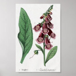 Poster Foxglove